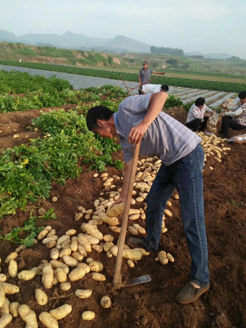 山东泗水陆地【荷兰土豆】产地直发！