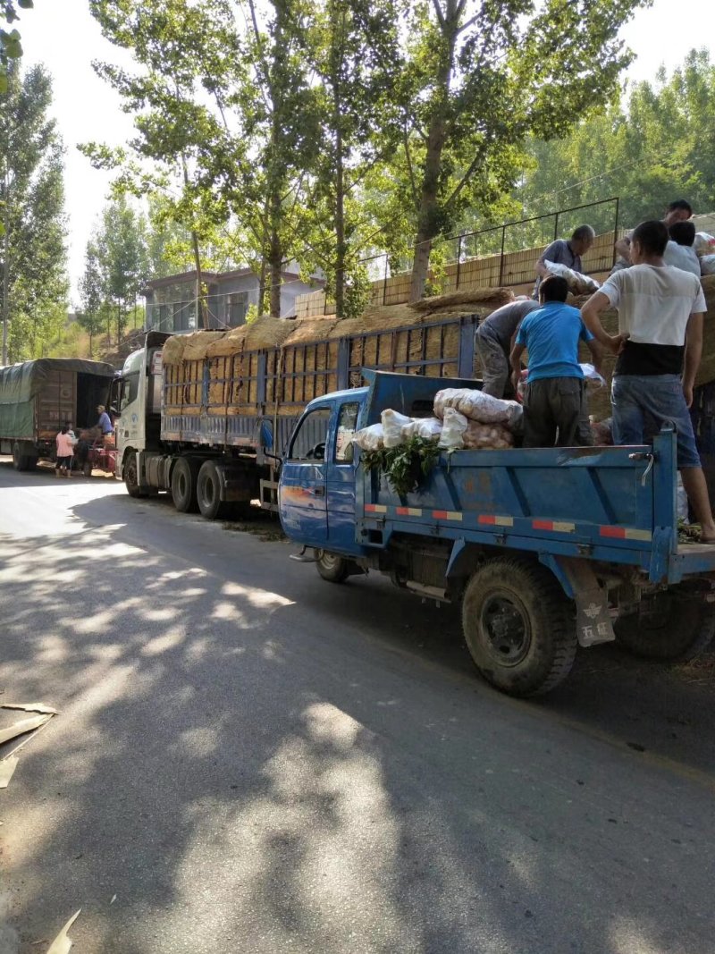 山东泗水陆地【荷兰土豆】产地直发！