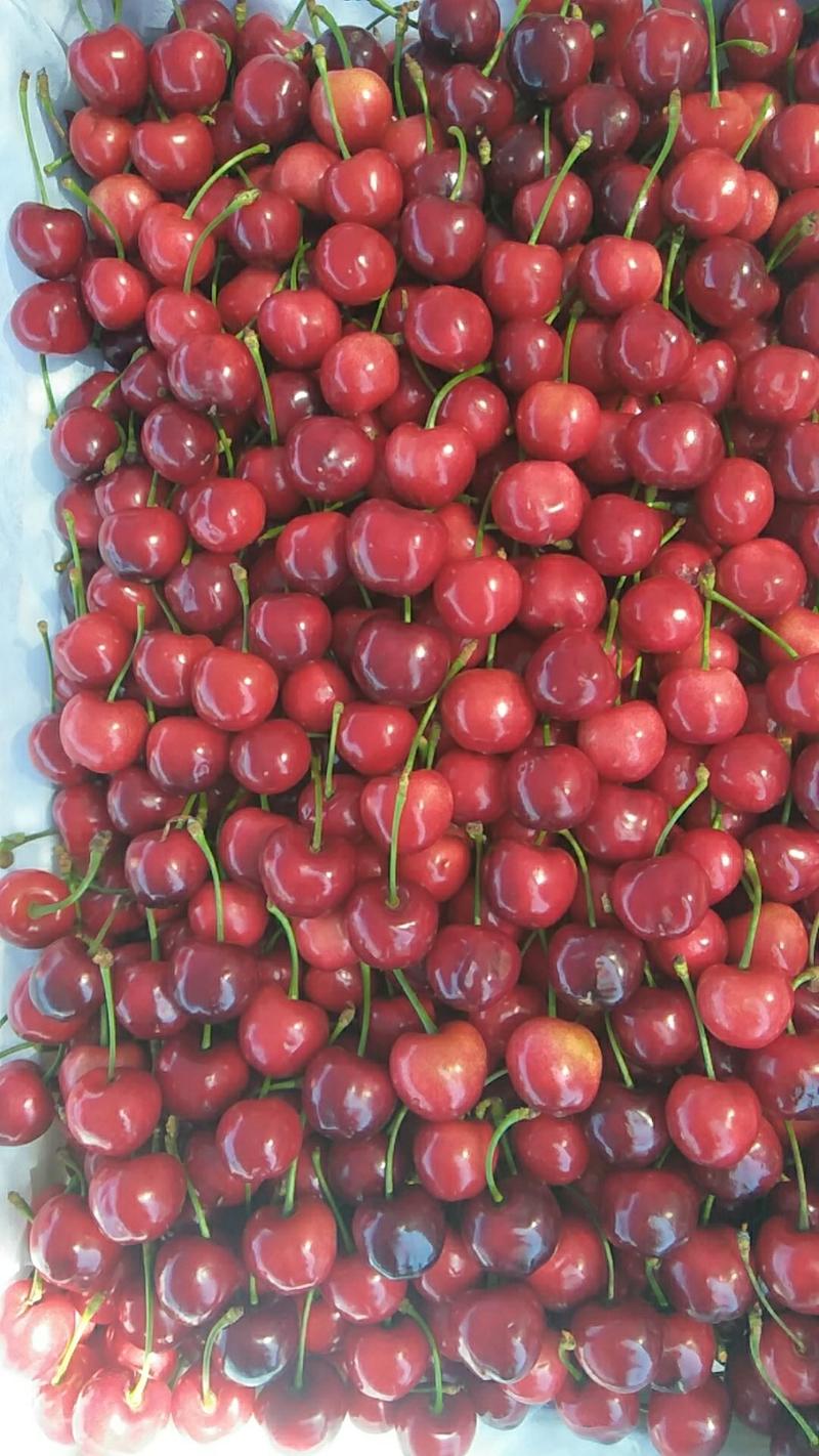 山东美早樱桃大棚樱桃大量现货品种多15克以上全国发货