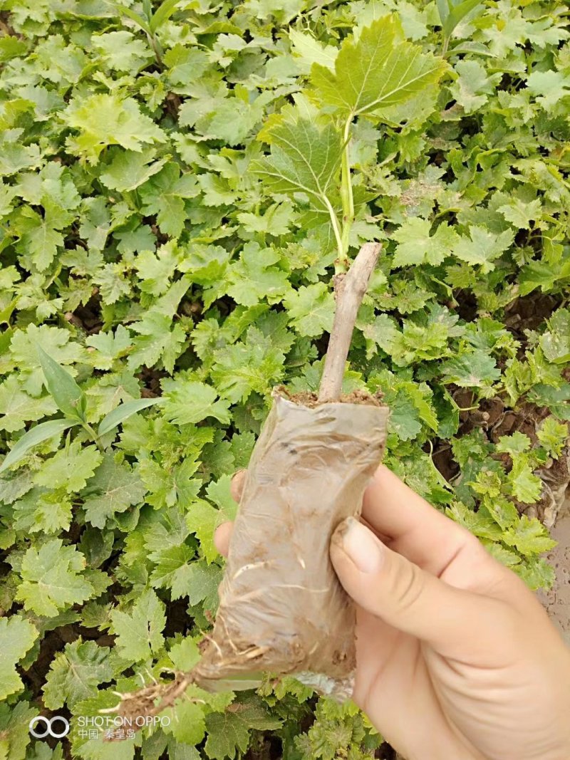 藤稔葡萄苗（又名乒乓球葡萄，早熟，粒子大，产量高口感甜）