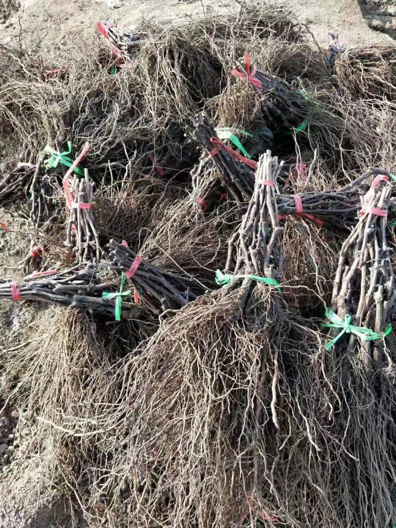 藤稔葡萄苗（又名乒乓球葡萄，早熟，粒子大，产量高口感甜）