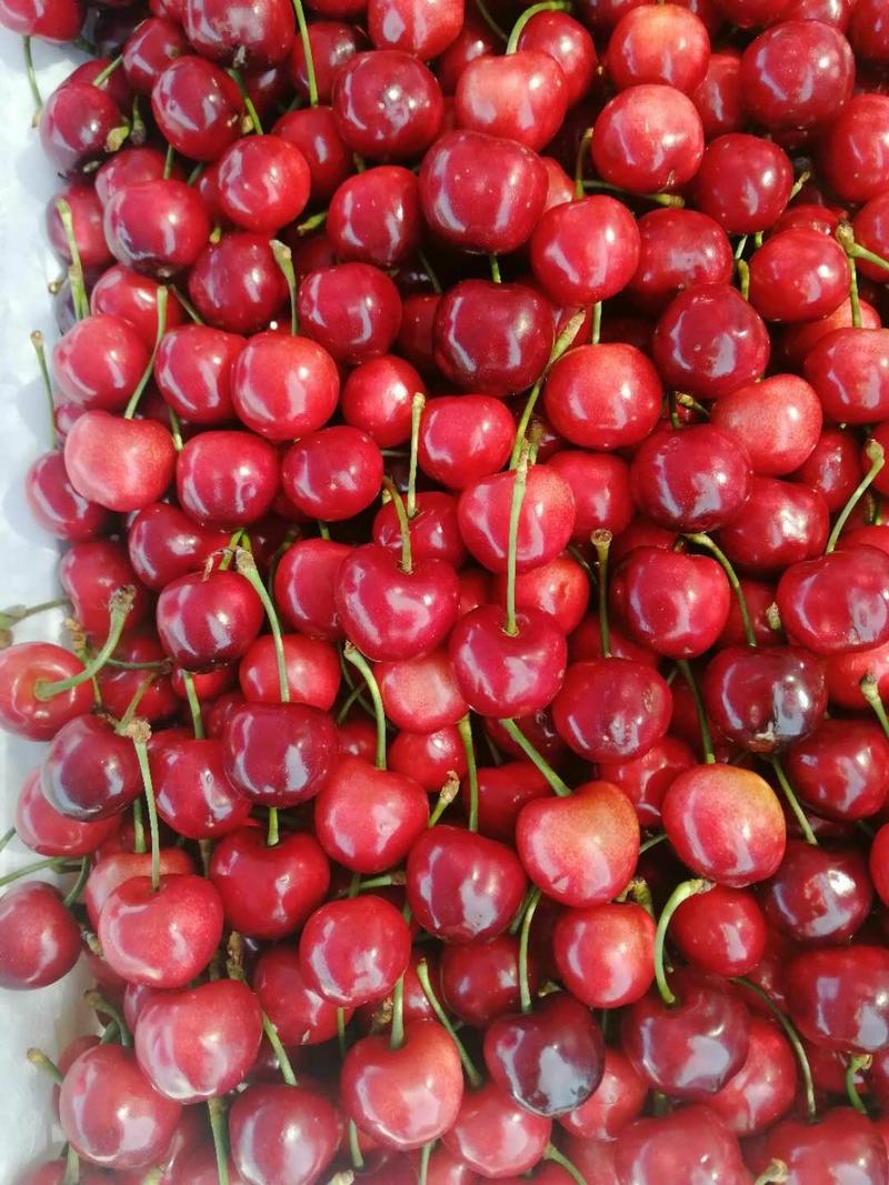 红灯樱桃大棚樱桃大量上市市场公平交易全国发货