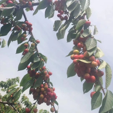 山东泰安大樱桃。