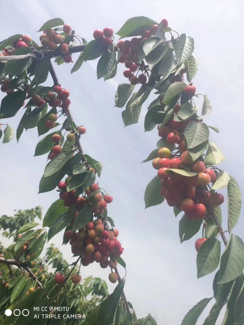 山东泰安大樱桃。