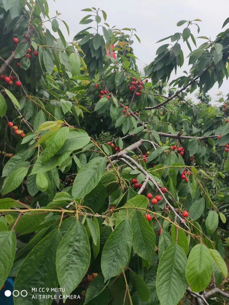山东泰安大樱桃。