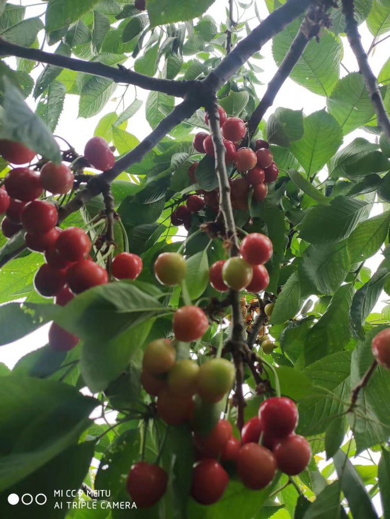 山东泰安大樱桃。