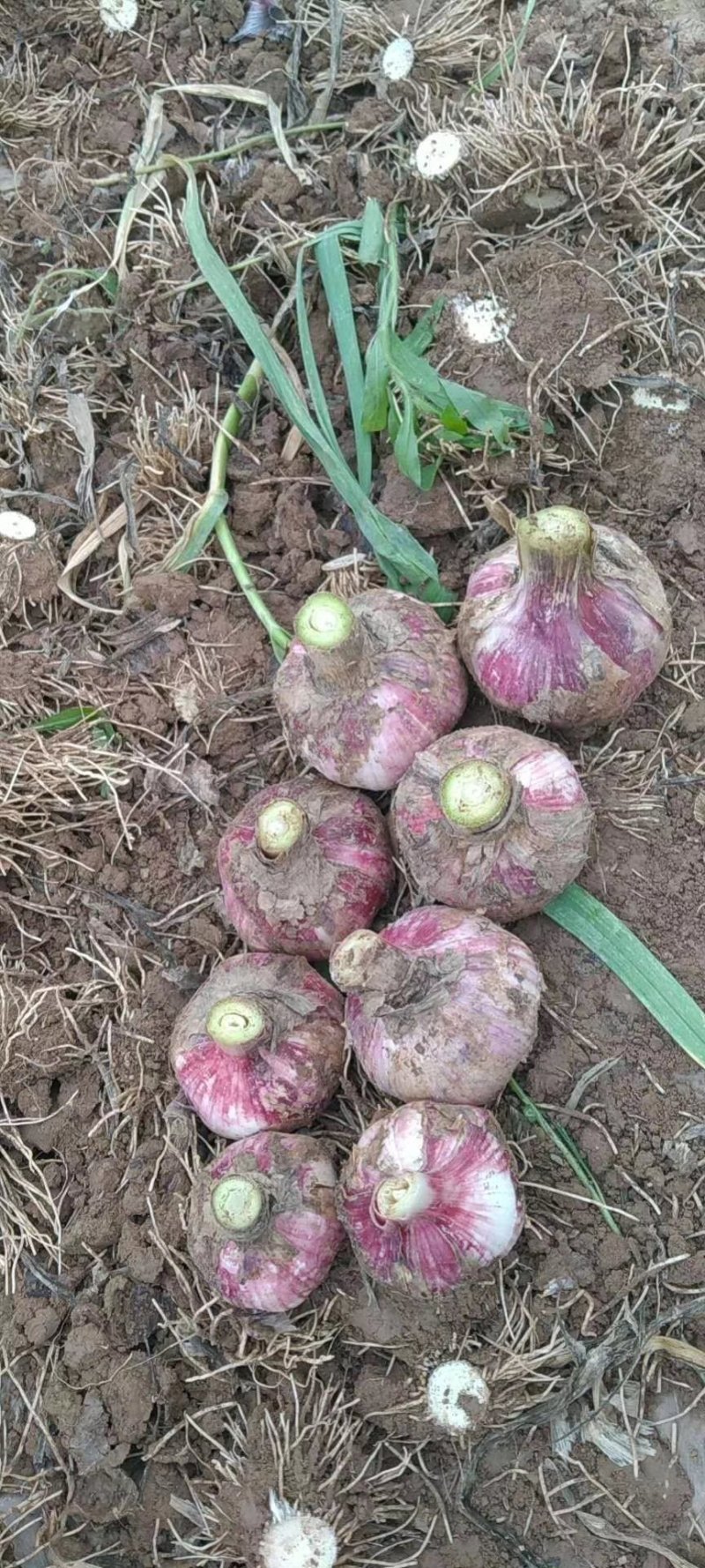 山东省聊城青稞大蒜大量上市，价格便宜，质量好