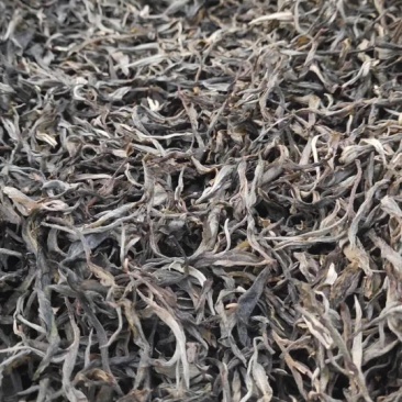 云南西双版纳古树普洱茶