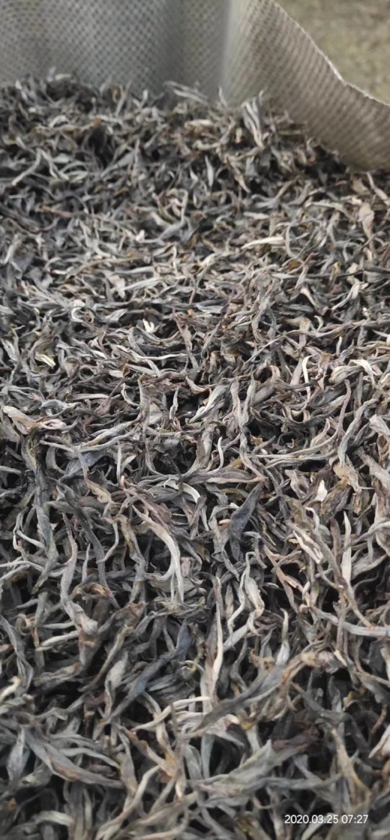 云南西双版纳古树普洱茶