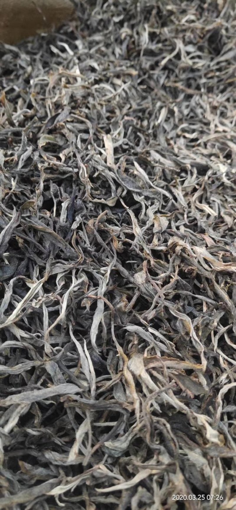 云南西双版纳古树普洱茶