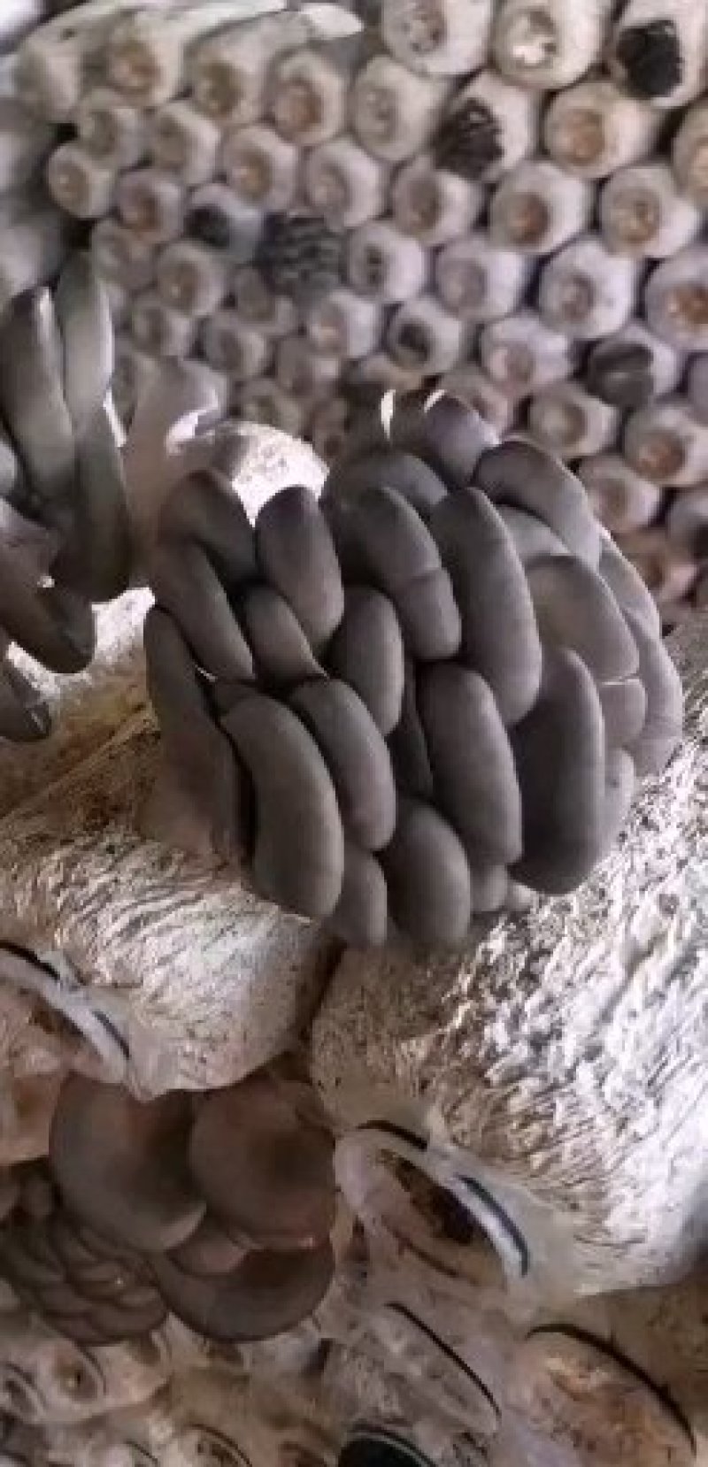 鲜平菇