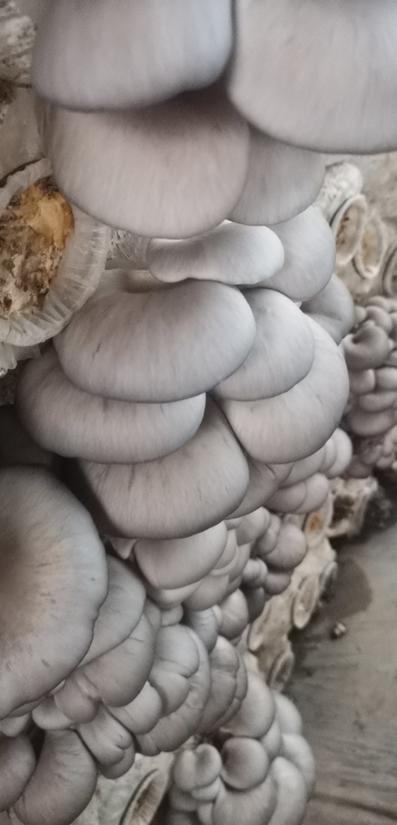 鲜平菇