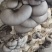 鲜平菇