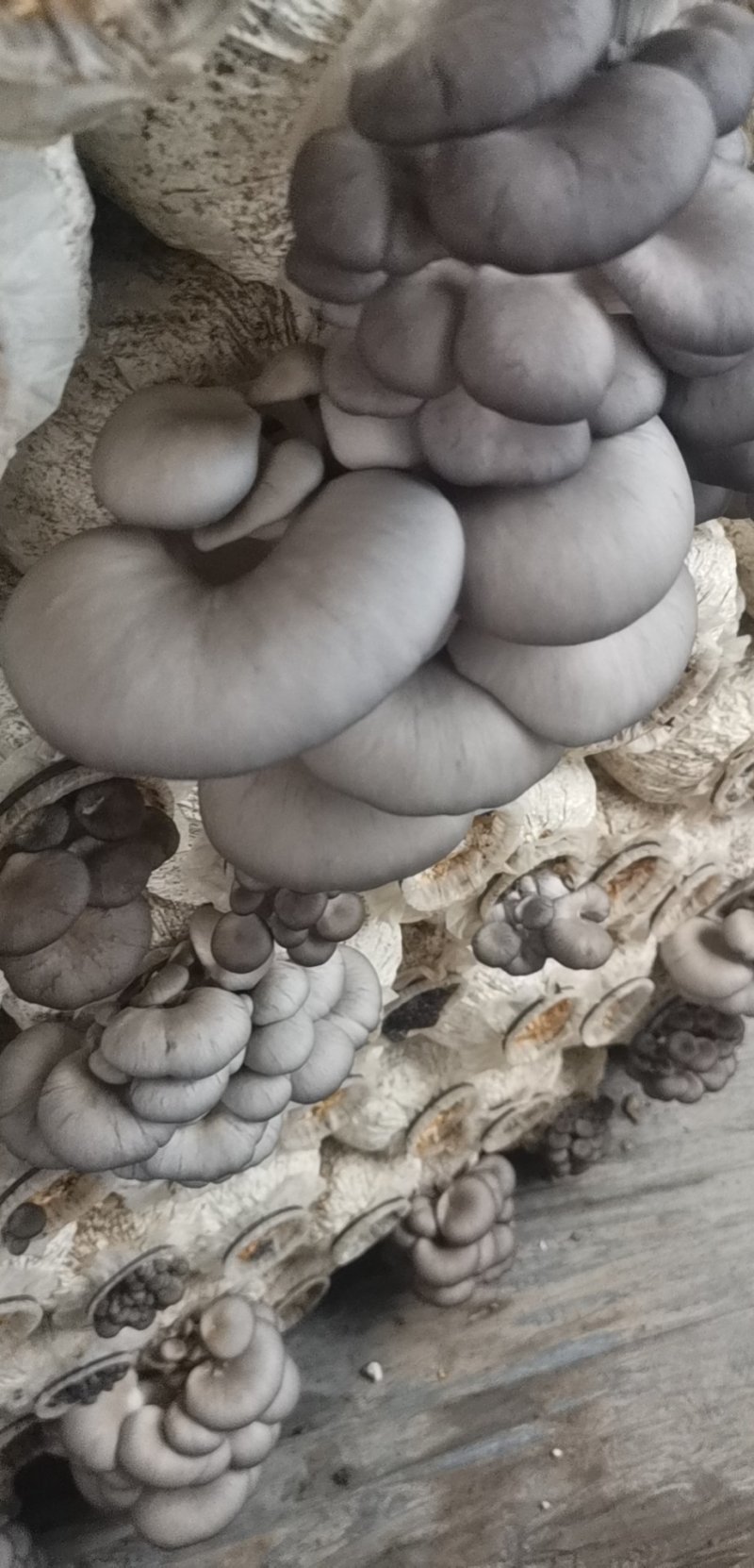 鲜平菇