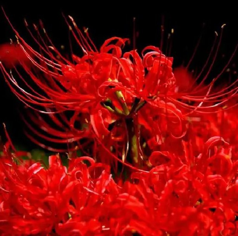彼岸花种球观赏庭院石蒜曼陀罗花曼珠沙华