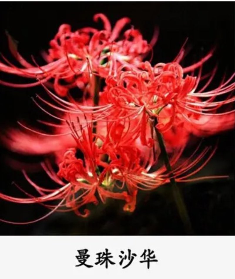 彼岸花种球观赏庭院石蒜曼陀罗花曼珠沙华