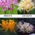 彼岸花种球观赏庭院石蒜曼陀罗花曼珠沙华