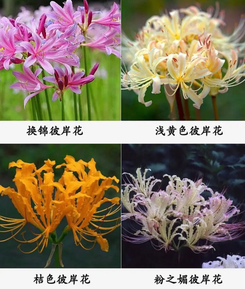 彼岸花种球观赏庭院石蒜曼陀罗花曼珠沙华