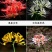 彼岸花种球观赏庭院石蒜曼陀罗花曼珠沙华