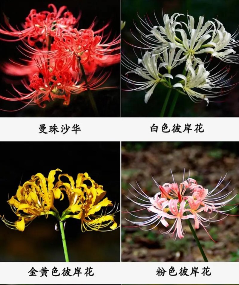 彼岸花种球观赏庭院石蒜曼陀罗花曼珠沙华