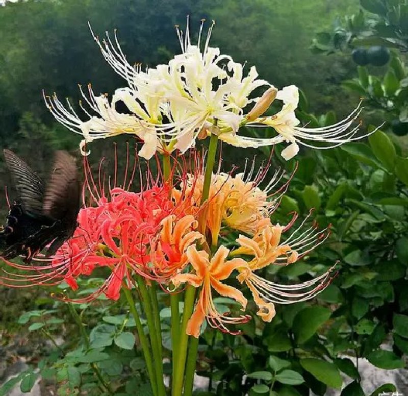 彼岸花种球观赏庭院石蒜曼陀罗花曼珠沙华