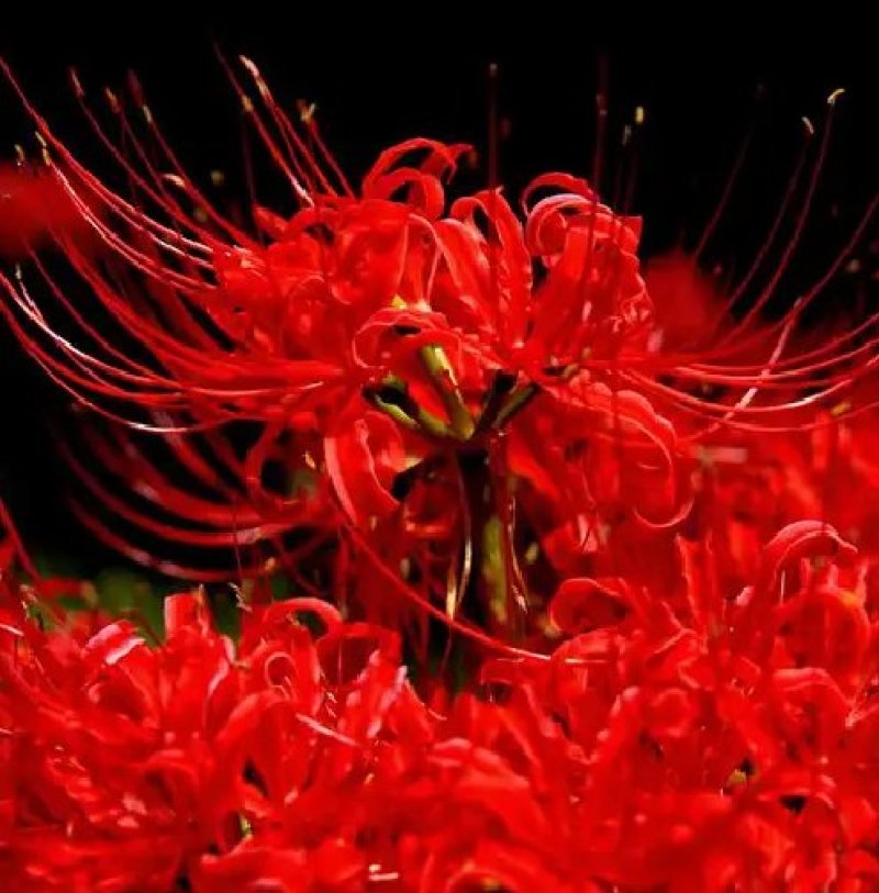 彼岸花种球观赏庭院石蒜曼陀罗花曼珠沙华
