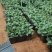 【优质】五指毛桃种苗，专业种植技术、产量高！大量收购鲜货