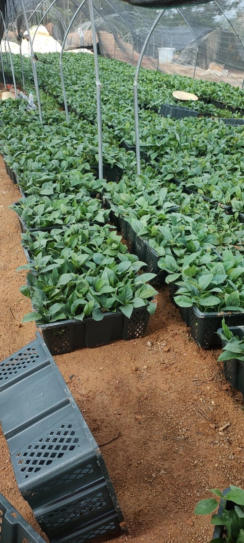 【优质】五指毛桃种苗，专业种植技术、产量高！大量收购鲜货