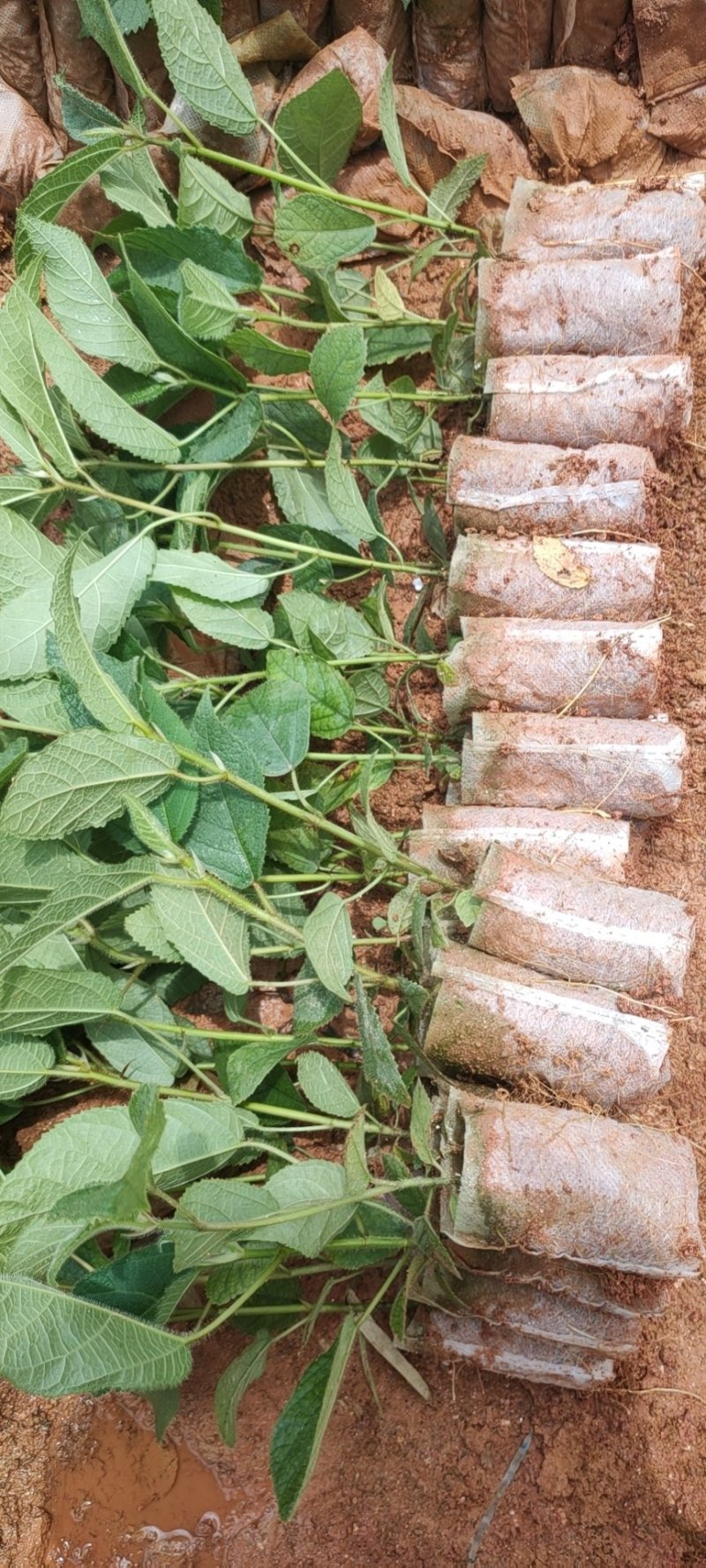 【优质】五指毛桃种苗，专业种植技术、产量高！大量收购鲜货