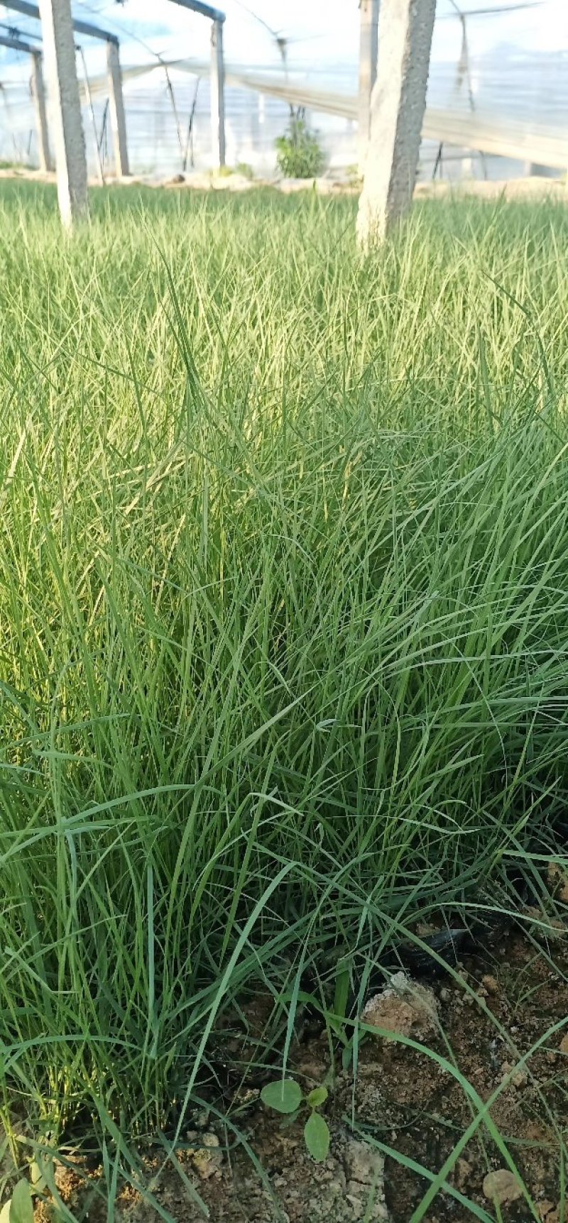 粉黛乱子草