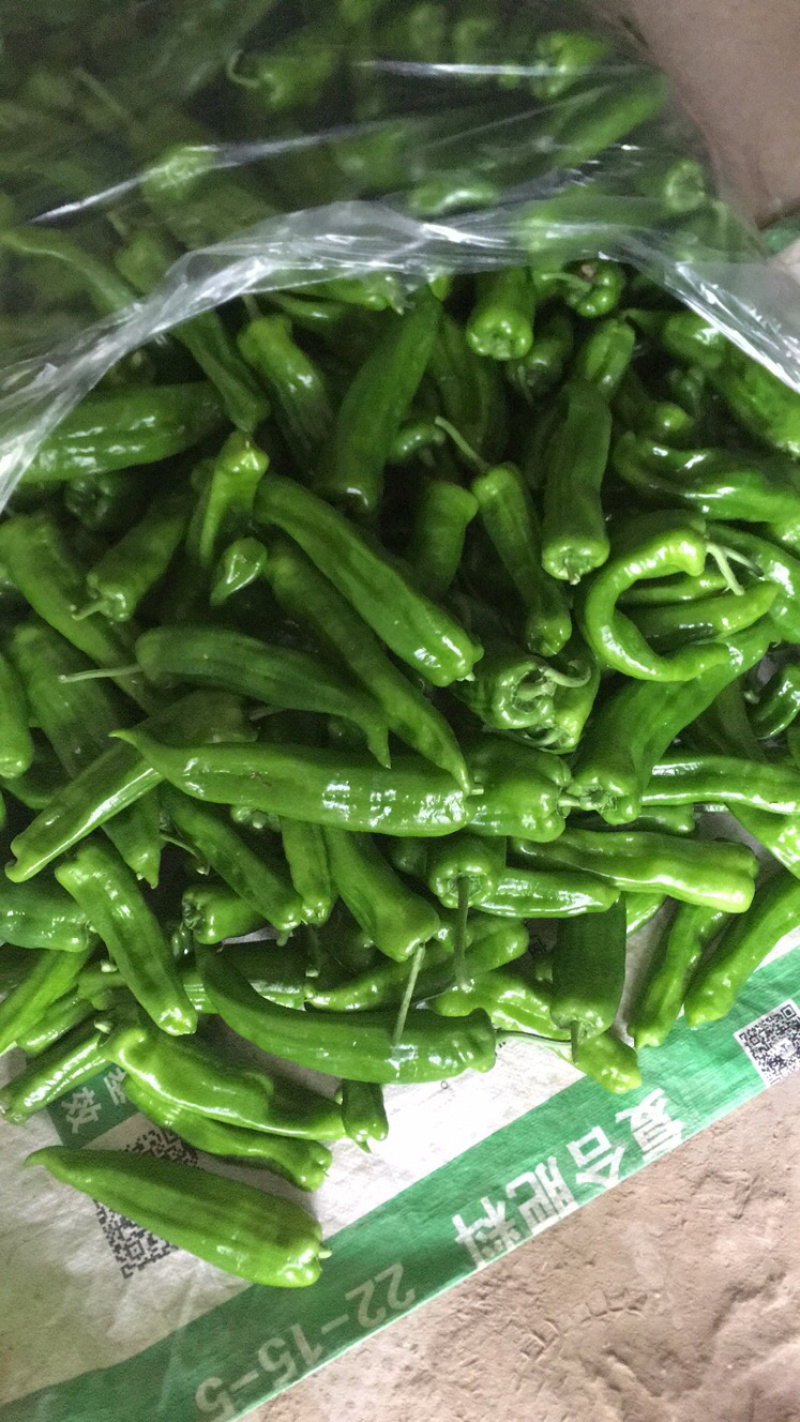 泡椒大量上市有需要的请联系我