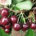 露天樱桃大量上市