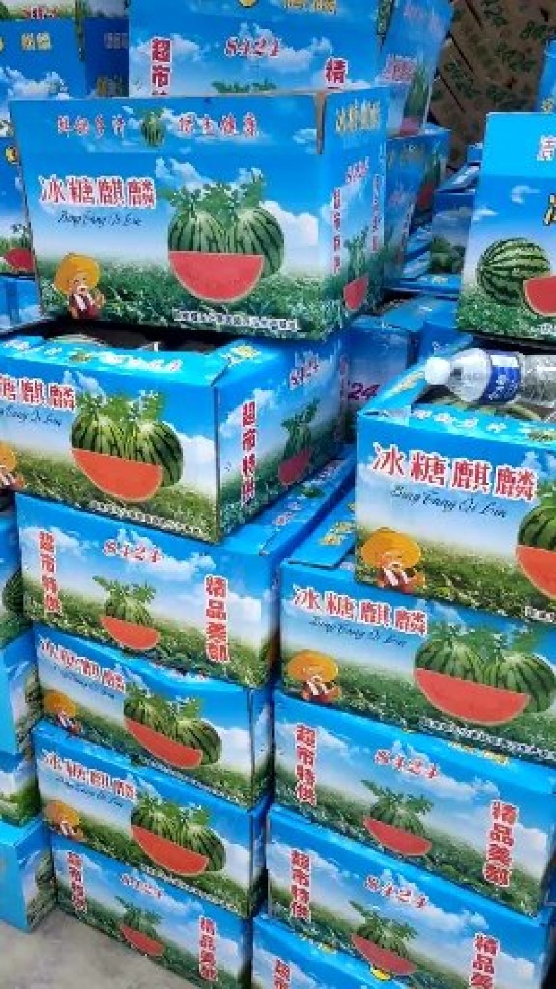 8424无籽西瓜