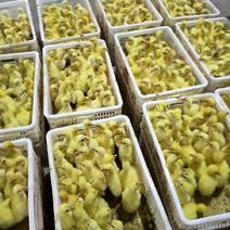领合鹅业孵化厂出售高纯度大三花鹅苗，七十天均重八斤半以上