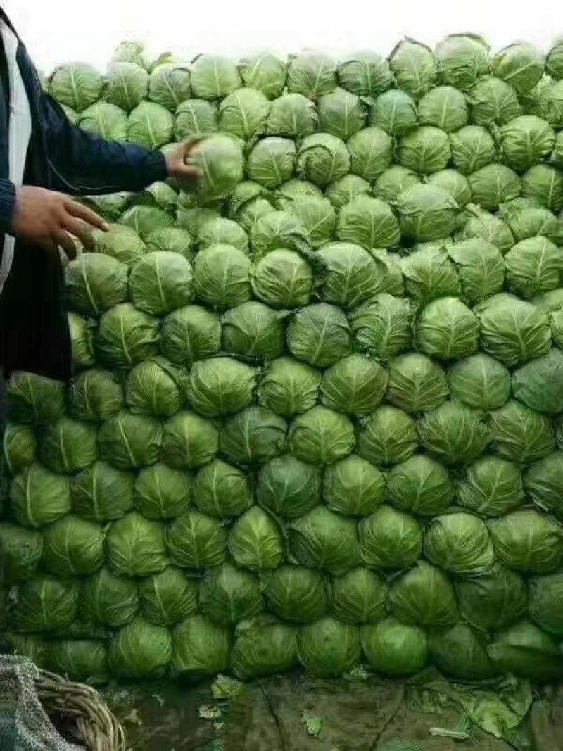 甘蓝