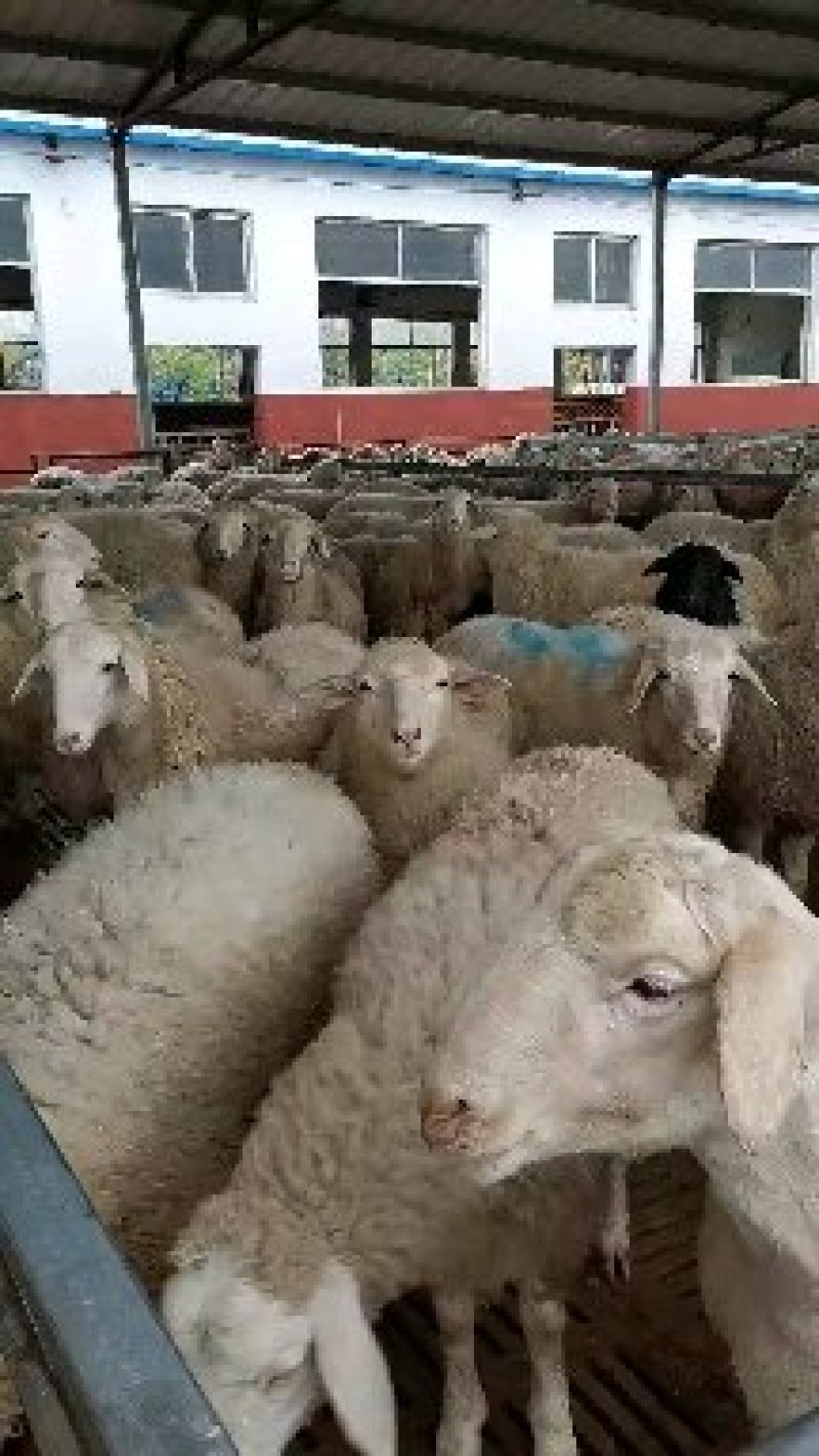湖羊怀孕母羊价格大量批发，一只也发货支持视频挑选