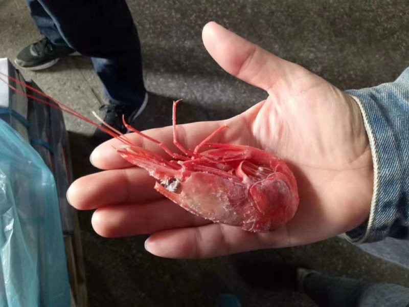网红北极甜虾中国红，大规格50-60，没有差评的北极甜虾