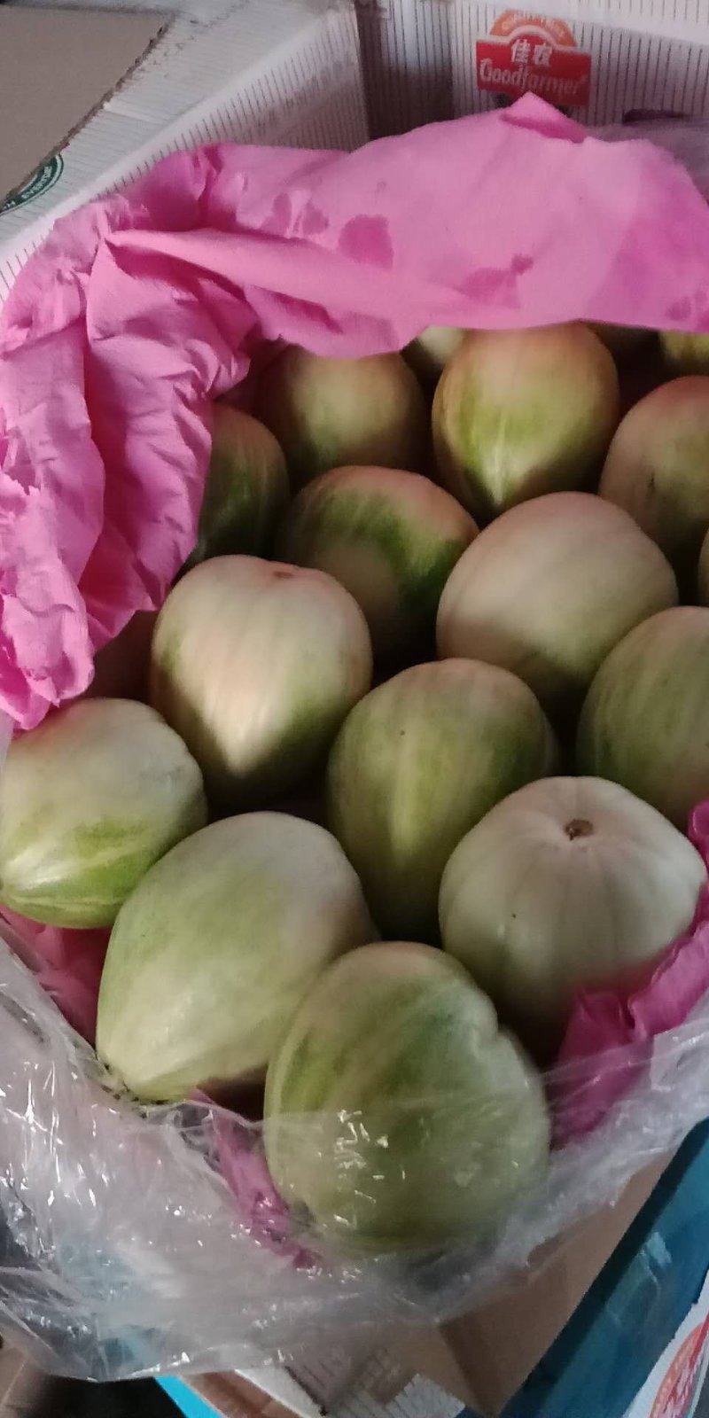 金飞，博洋九