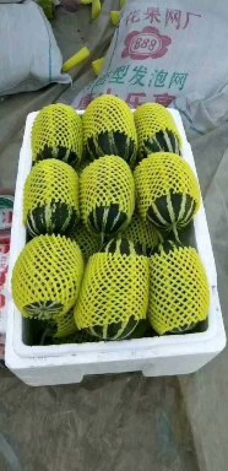 金飞，博洋九