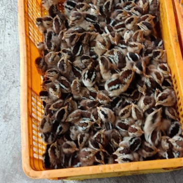 纯种黑瑶鸡苗,公苗:孵化场,直销