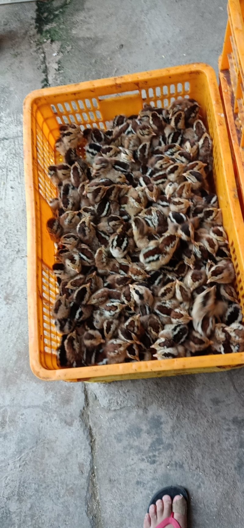 纯种黑瑶鸡苗，公苗：孵化场，直销