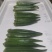 黄秋葵种子粒粒优选秋葵种籽蔬菜基地专用品种