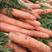 胡萝卜精品中条胡萝卜胡萝卜出售，自己的种植基地