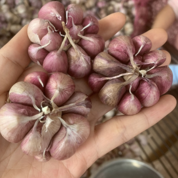 红米红皮大蒜紫河南早熟蒜农家自种产地直销