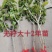 果桑苗无籽大十桑树苗现挖已嫁接包成活提供技术协助销售