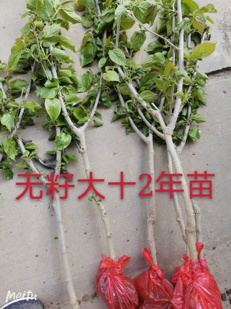 果桑苗无籽大十桑树苗现挖已嫁接包成活提供技术协助销售