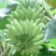 芭蕉