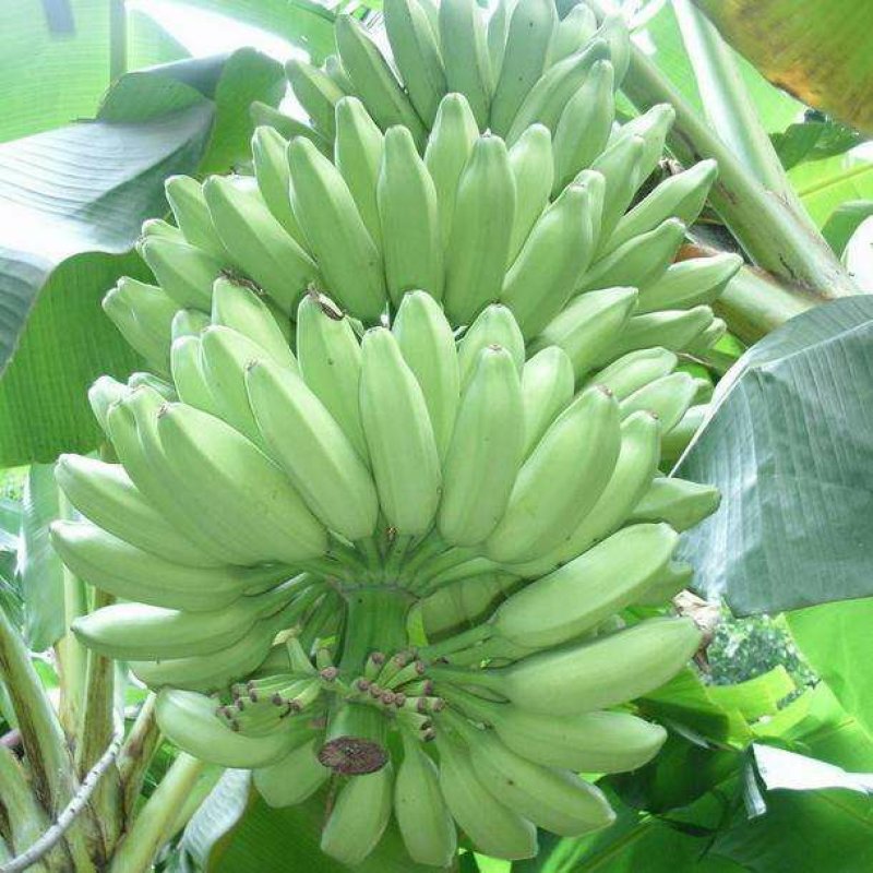 芭蕉