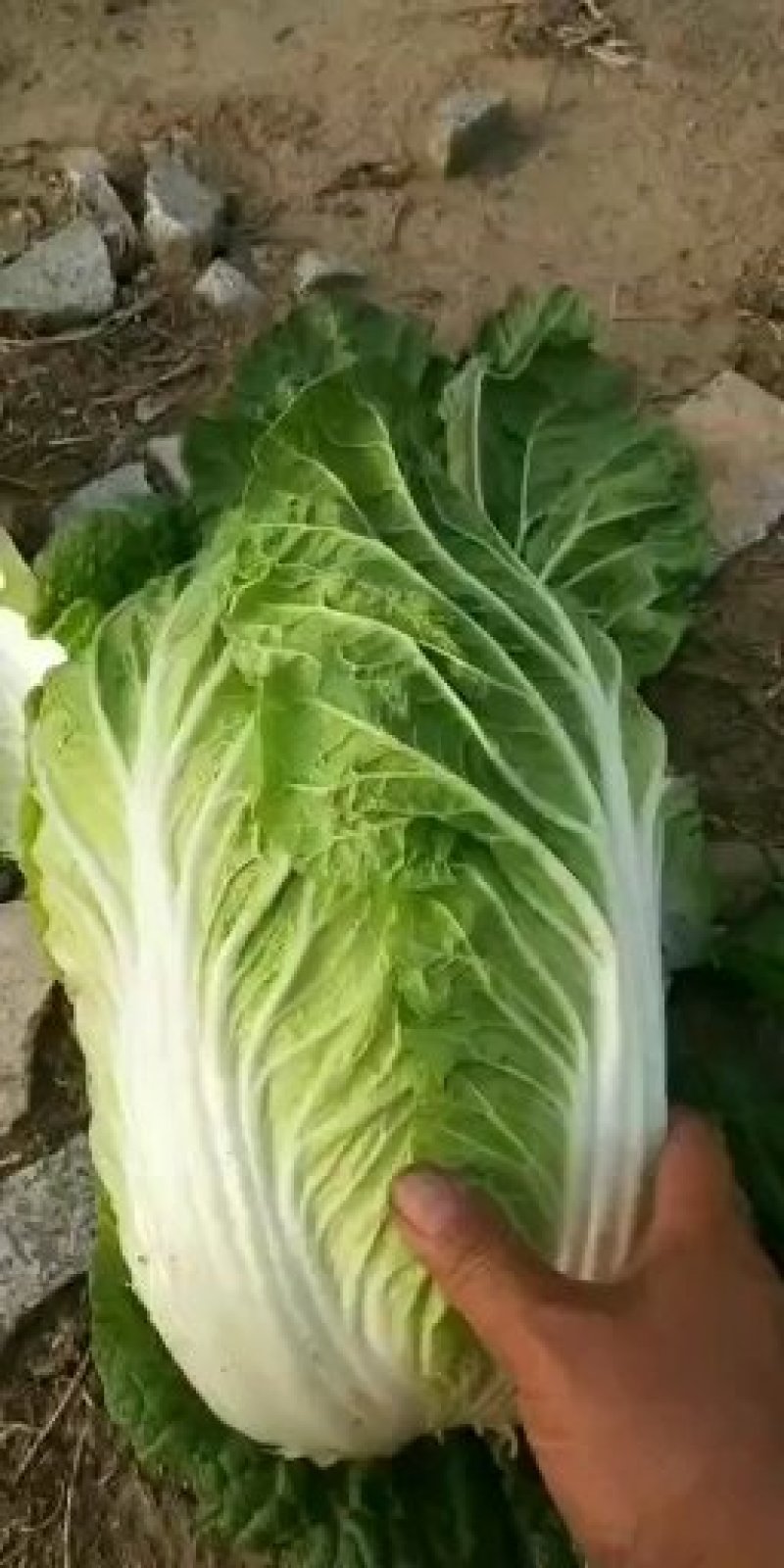 黄心白菜大量上市，万亩种植基地直供商超食堂支持团购平台