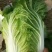 黄心白菜大量上市，万亩种植基地直供商超食堂支持团购平台